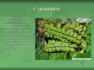 Страшниче
 Страшничето е дребно
многогодишно растение
с късо, разклонено
коренище, покрито с
кафяви линейни люспи.
 Листата са дълги 5-15 см,
презимуващи, голи, с
дръжка 2-3 пъти по-дълга
от петурата, които към
основата си са клиновидно
стеснени, към горната си
част заострени
 