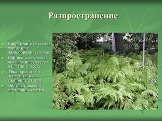 Разпространение
 Папратовите растения
растат при
разнообразни условия.
 Най-често се срещат
във влажни сенчести
и блатисти места.
 Някои растат по
дърветата (в
тропичните гори).
 Обитават влажни
места или водоеми
 