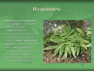 Изтравниче
 Обикновеното изтравниче е
дребна папрат с неестествено
дебело за размерите
й туфесто коренище.
 Среща се също по каменистите
и скалистите места сред по-
влажните гори и храсталаци.
 Листата й са дълги само 5 - 20
см и са просто перести.
 Те са кожести сиво-зелени или
жълто-зелени с червено-
кафяви до черни силно лъскави
и много жилави дръжки.
 