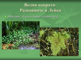 Водни папрати-
Разковниче и Лейка
 Обитават блата и бавно течащи води
 