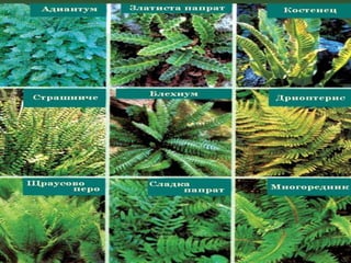папратови растения