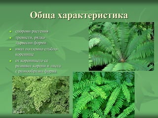 Обща характеристика
 спорови растения
 тревисти, рядко
дървесни форми
 имат подземно стъбло-
коренище
 от коренището се
развиват корени и листа
с разнообразна форма
 