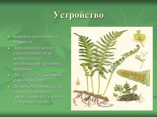 Устройство
 Корените обикновено са
влакнести.
 При повечето видове
стъблата почти не са
развити или са
видоизменени -подземни
коренища.
 Листата са с разнообразна
форма и размери
 По долната повърхност на
листата се разполагат
групи спорангии, в които
се образуват спори.
 
