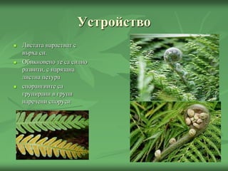 Устройство
 Листата нарастват с
върха си.
 Обикновено те са силно
развити, с нарязана
листна петура
 спорангиите са
групирани в групи
наречени споруси
 