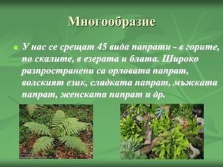 Многообразие
 У нас се срещат 45 вида папрати - в горите,
по скалите, в езерата и блата. Широко
разпространени са орловата папрат,
волският език, сладката папрат, мъжката
папрат, женската папрат и др.
 