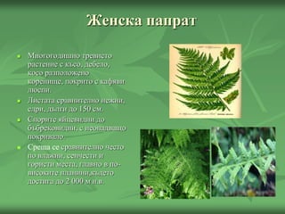 Женска папрат
 Многогодишно тревисто
растение с късо, дебело,
косо разположено
коренище, покрито с кафяви
люспи.
 Листата сравнително нежни,
едри, дълги до 150 см.
 Спорите яйцевидни до
бъбрековидни, с неопадващо
покривало.
 Среща се сравнително често
по влажни, сенчести и
гористи места, главно в по-
високите планини,където
достига до 2 000 м н.в.
 