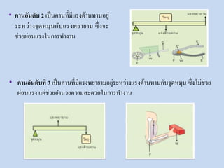 • คานอันดับที่ 3 เป็นคานที่มีแรงพยายามอยู่ระหว่างแรงต้านทานกับจุดหมุน ซึ่งไม่ช่วย
ผ่อนแรง แต่ช่วยอานวยความสะดวกในการทางาน
• คานอันดับ 2 เป็นคานที่มีแรงต้านทานอยู่
ระหว่างจุดหมุนกับแรงพยายาม ซึ่งจะ
ช่วยผ่อนแรงในการทางาน
 
