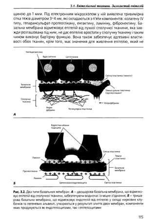 Гістологія людини. О. Д.Луцик,  Київ, 2003