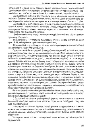 Гістологія людини. О. Д.Луцик,  Київ, 2003