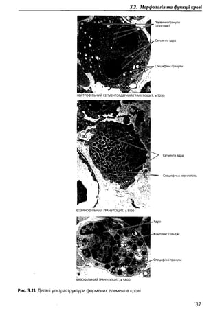 Гістологія людини. О. Д.Луцик,  Київ, 2003