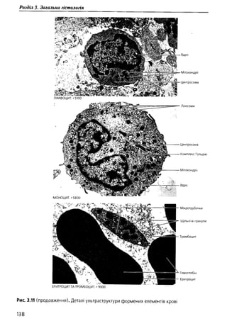 Гістологія людини. О. Д.Луцик,  Київ, 2003
