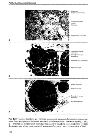 Гістологія людини. О. Д.Луцик,  Київ, 2003