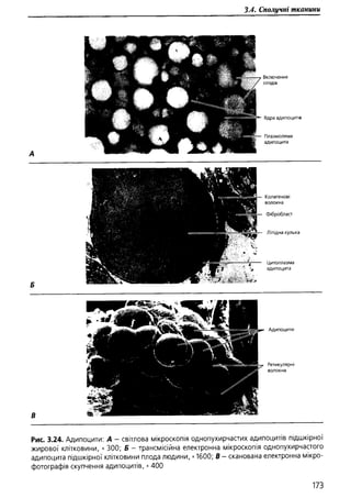 Гістологія людини. О. Д.Луцик,  Київ, 2003