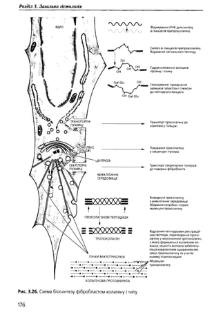 Гістологія людини. О. Д.Луцик,  Київ, 2003