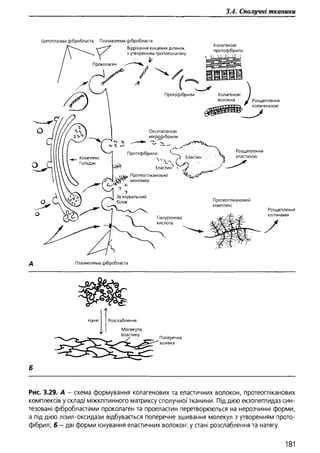 Гістологія людини. О. Д.Луцик,  Київ, 2003