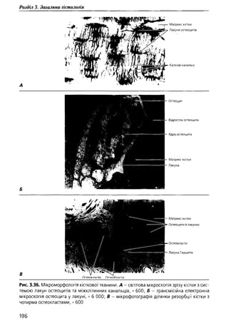 Гістологія людини. О. Д.Луцик,  Київ, 2003
