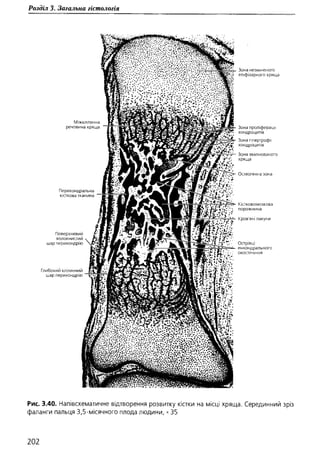 Гістологія людини. О. Д.Луцик,  Київ, 2003