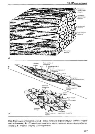 Гістологія людини. О. Д.Луцик,  Київ, 2003