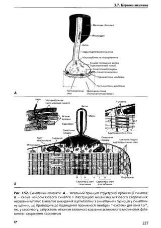 Гістологія людини. О. Д.Луцик,  Київ, 2003