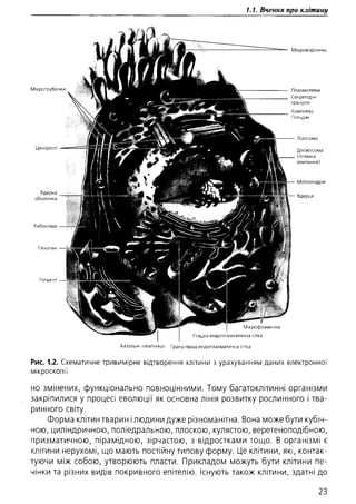 Гістологія людини. О. Д.Луцик,  Київ, 2003
