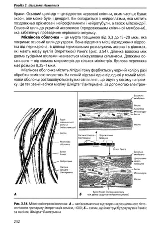 Гістологія людини. О. Д.Луцик,  Київ, 2003