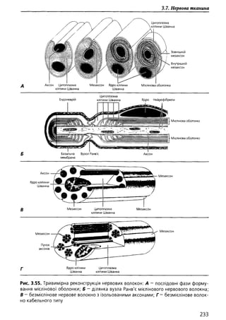 Гістологія людини. О. Д.Луцик,  Київ, 2003