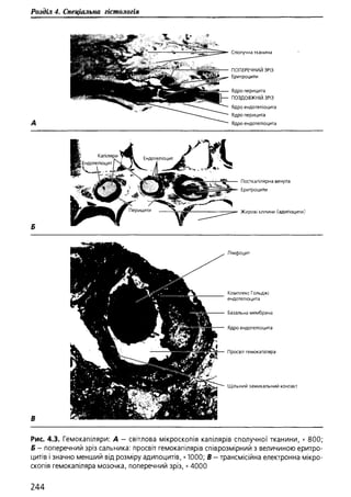 Гістологія людини. О. Д.Луцик,  Київ, 2003