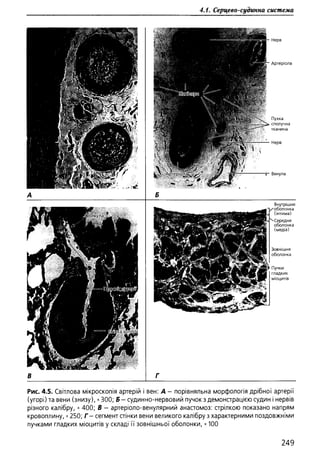 Гістологія людини. О. Д.Луцик,  Київ, 2003