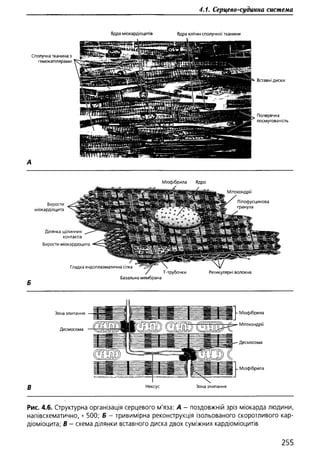 Гістологія людини. О. Д.Луцик,  Київ, 2003