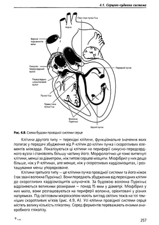 Гістологія людини. О. Д.Луцик,  Київ, 2003