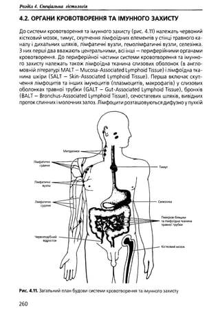 Гістологія людини. О. Д.Луцик,  Київ, 2003