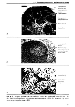 Гістологія людини. О. Д.Луцик,  Київ, 2003