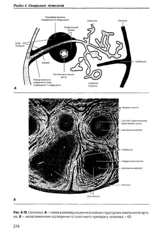 Гістологія людини. О. Д.Луцик,  Київ, 2003