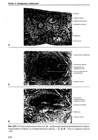 Гістологія людини. О. Д.Луцик,  Київ, 2003