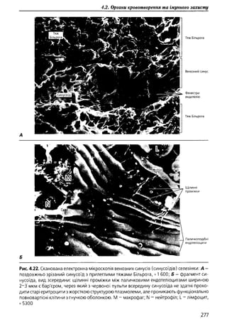 Гістологія людини. О. Д.Луцик,  Київ, 2003