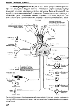 Гістологія людини. О. Д.Луцик,  Київ, 2003