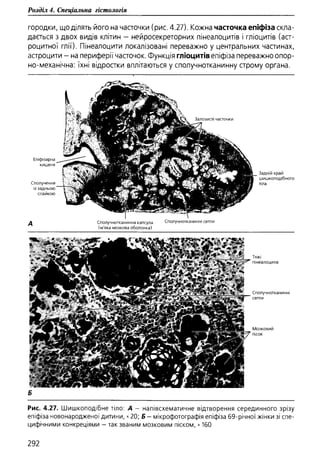 Гістологія людини. О. Д.Луцик,  Київ, 2003
