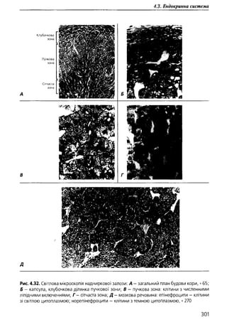 Гістологія людини. О. Д.Луцик,  Київ, 2003