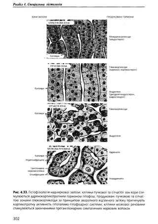 Гістологія людини. О. Д.Луцик,  Київ, 2003
