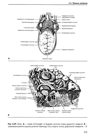 Гістологія людини. О. Д.Луцик,  Київ, 2003