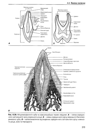 Гістологія людини. О. Д.Луцик,  Київ, 2003