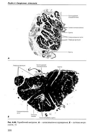 Гістологія людини. О. Д.Луцик,  Київ, 2003