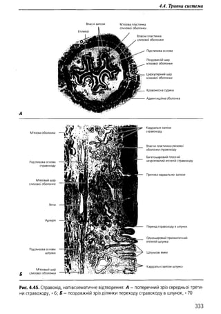 Гістологія людини. О. Д.Луцик,  Київ, 2003