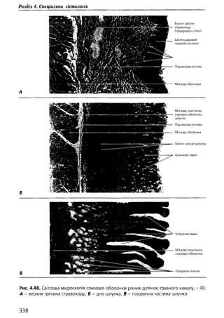 Гістологія людини. О. Д.Луцик,  Київ, 2003