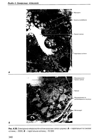 Гістологія людини. О. Д.Луцик,  Київ, 2003