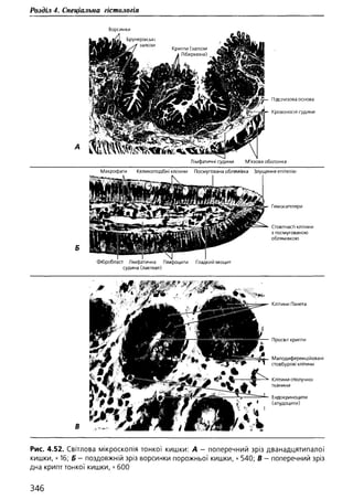 Гістологія людини. О. Д.Луцик,  Київ, 2003