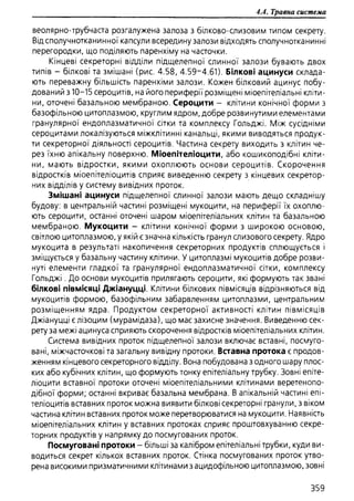 Гістологія людини. О. Д.Луцик,  Київ, 2003