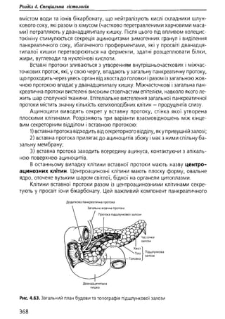 Гістологія людини. О. Д.Луцик,  Київ, 2003