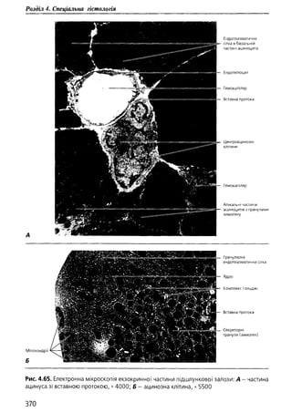 Гістологія людини. О. Д.Луцик,  Київ, 2003