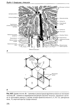 Гістологія людини. О. Д.Луцик,  Київ, 2003